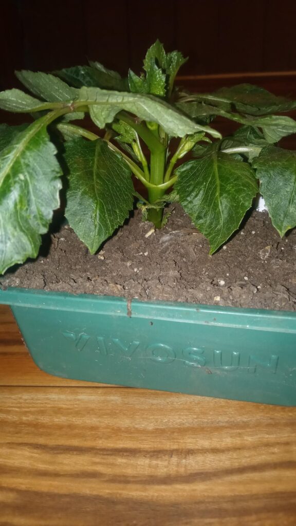 How To Transplant These How To Transplant These