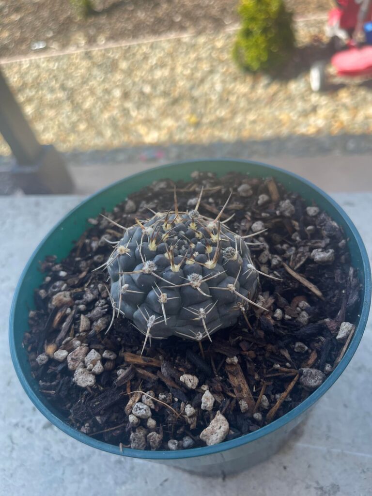 What did I impulse buy at the flea market?