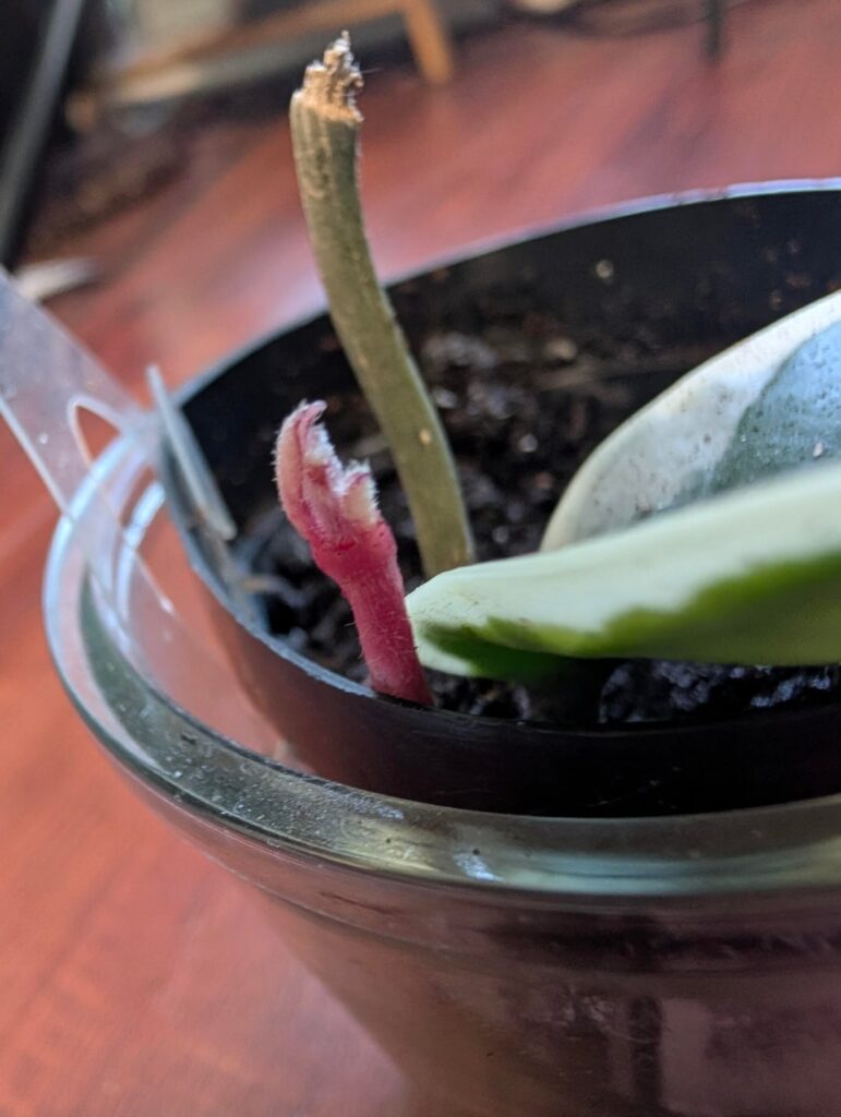 After 6 months of Just being a single leaf, my carnosa finally let out a new shoot!