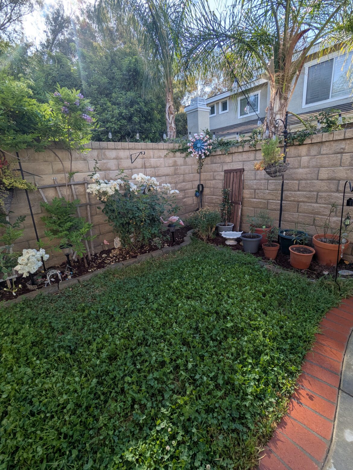 I love my clover lawn!
