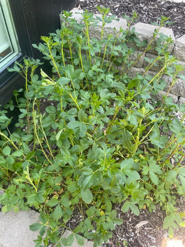 What’s wrong with my strawberry bushes? What’s wrong with my strawberry bushes?