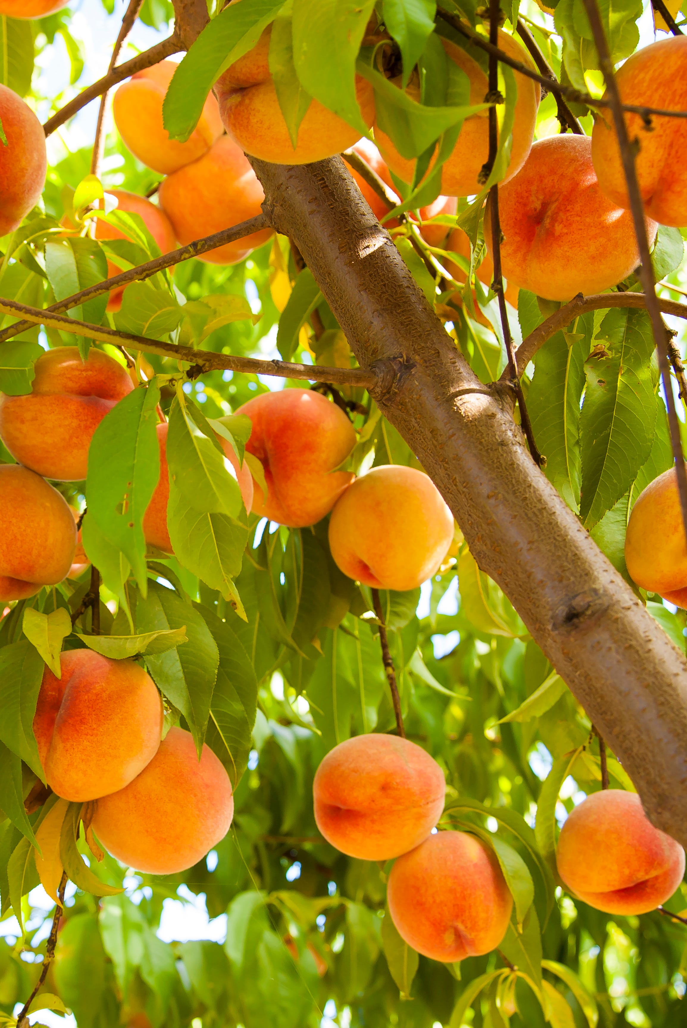 peaches on tree ready for picking