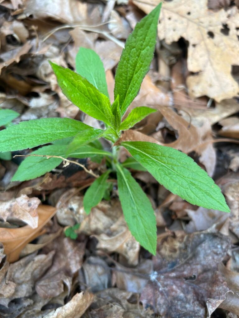 Do I want this growing next to my driveway