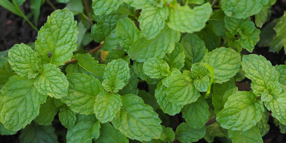 The Best Mint Plant Care Guide, Approved by Experts