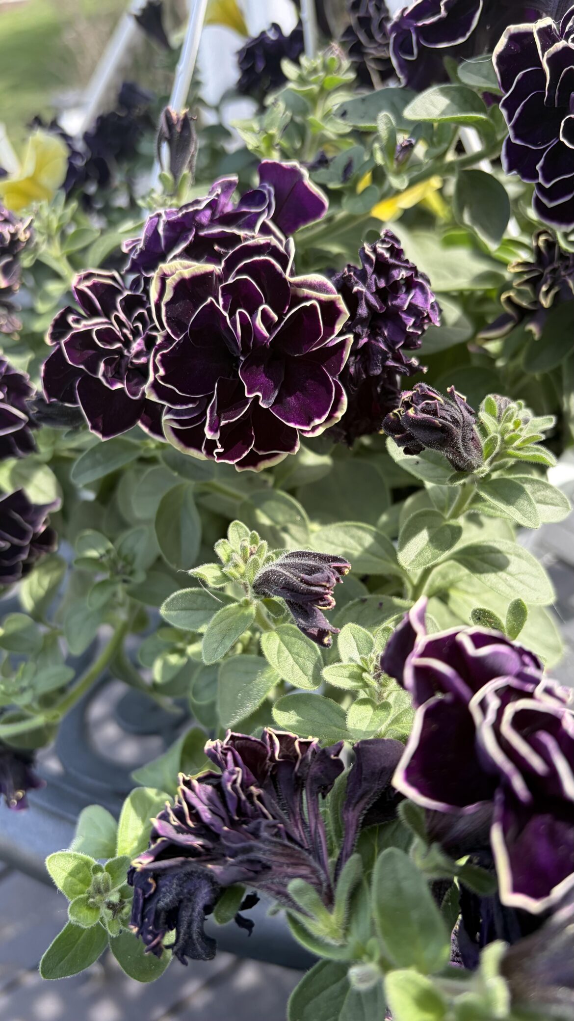 Anybody know what type of flower this is?