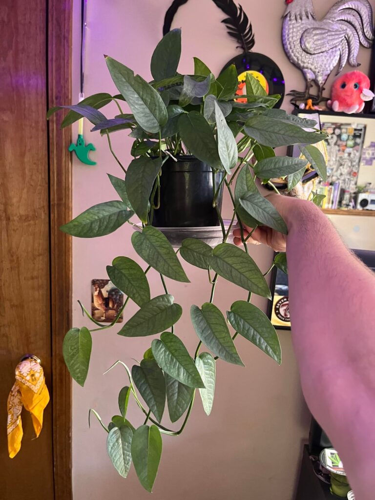 Just gonna share some of my favorite plants π Just gonna share some of my favorite plants π