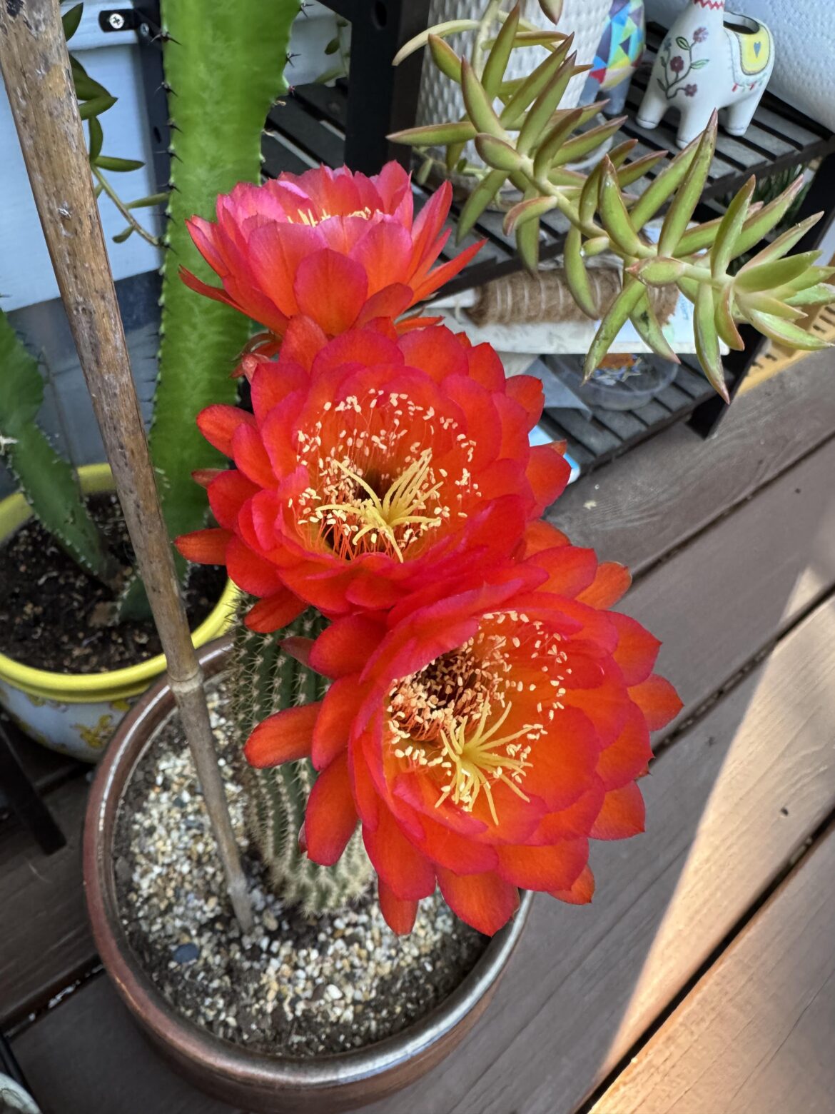 First time bloomer, and man did she show off!