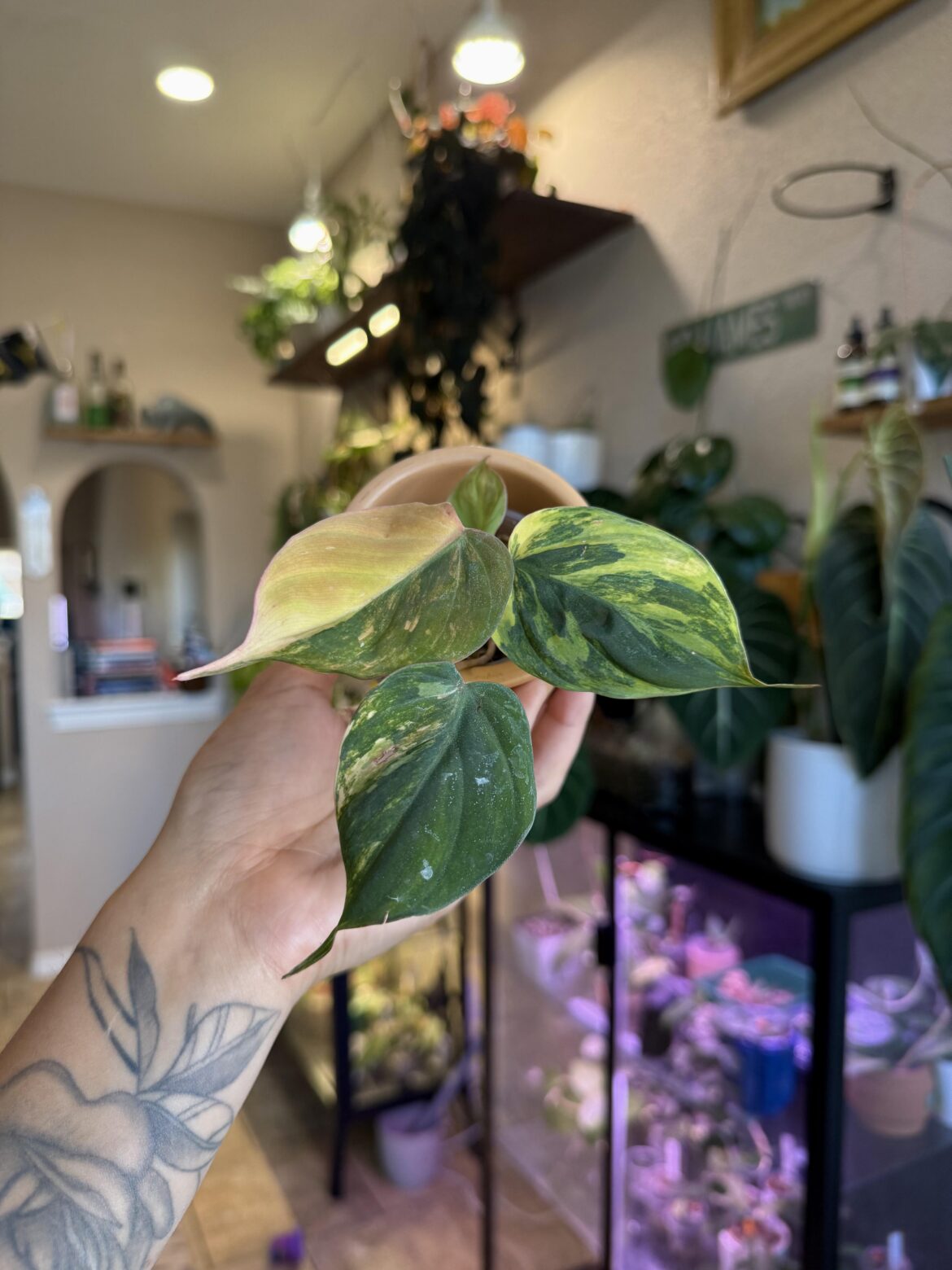 Wishlist plant acquired
