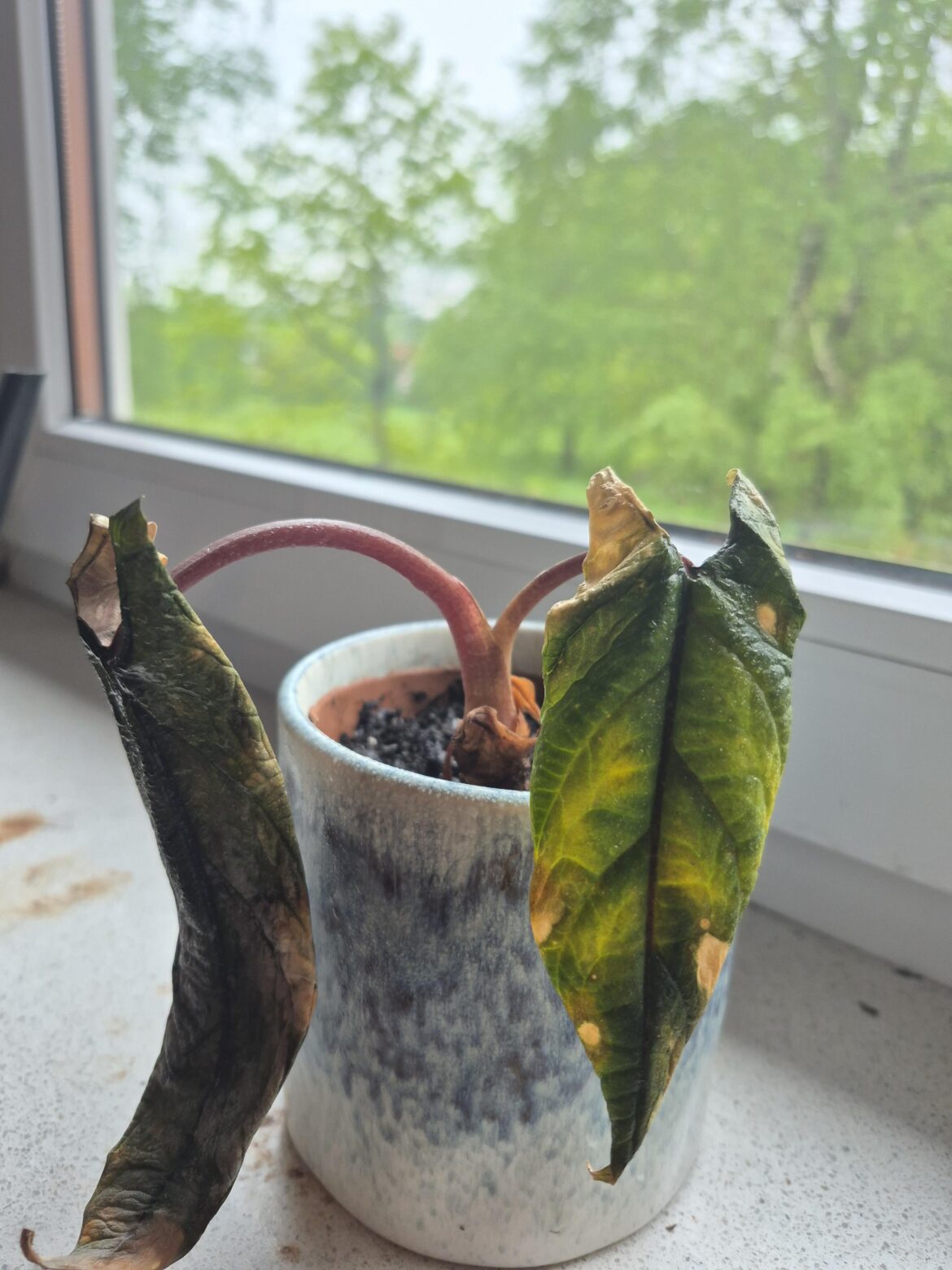 Help! Help!