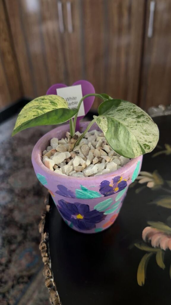 new to pothos🌿🍃 new to pothos🌿🍃