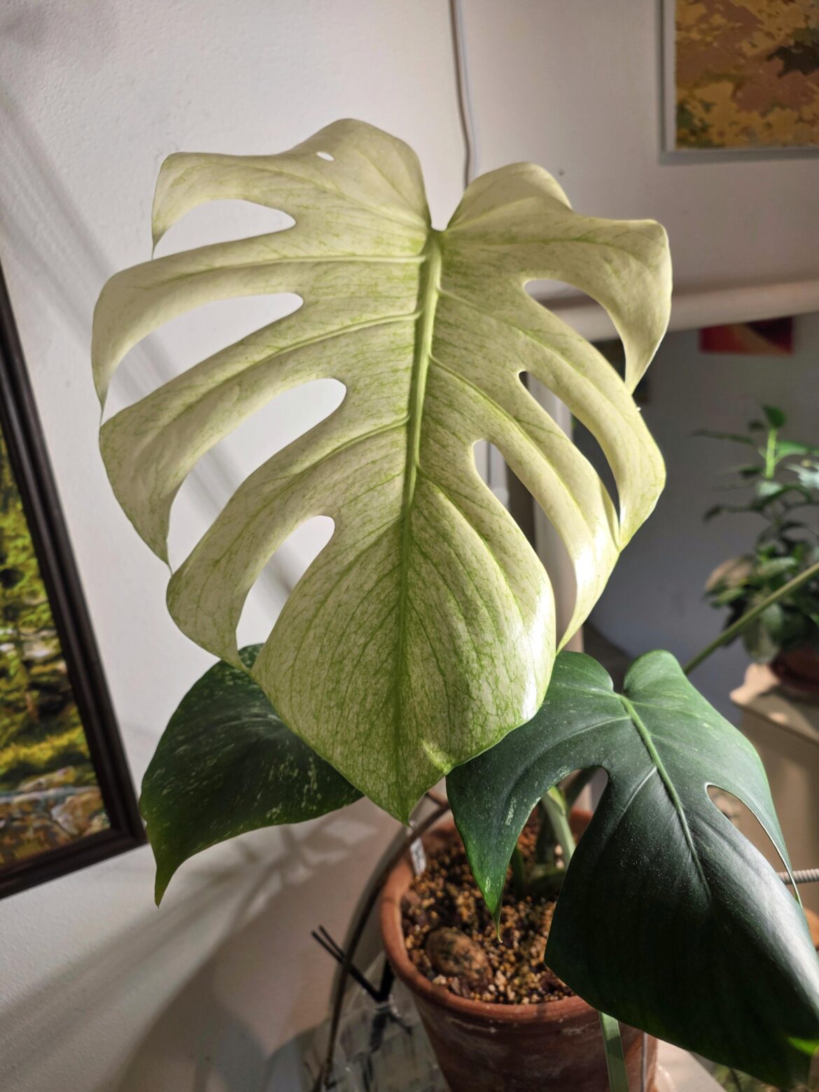 My newest Mint leaf.