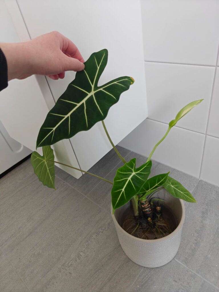 Repot? Repot?