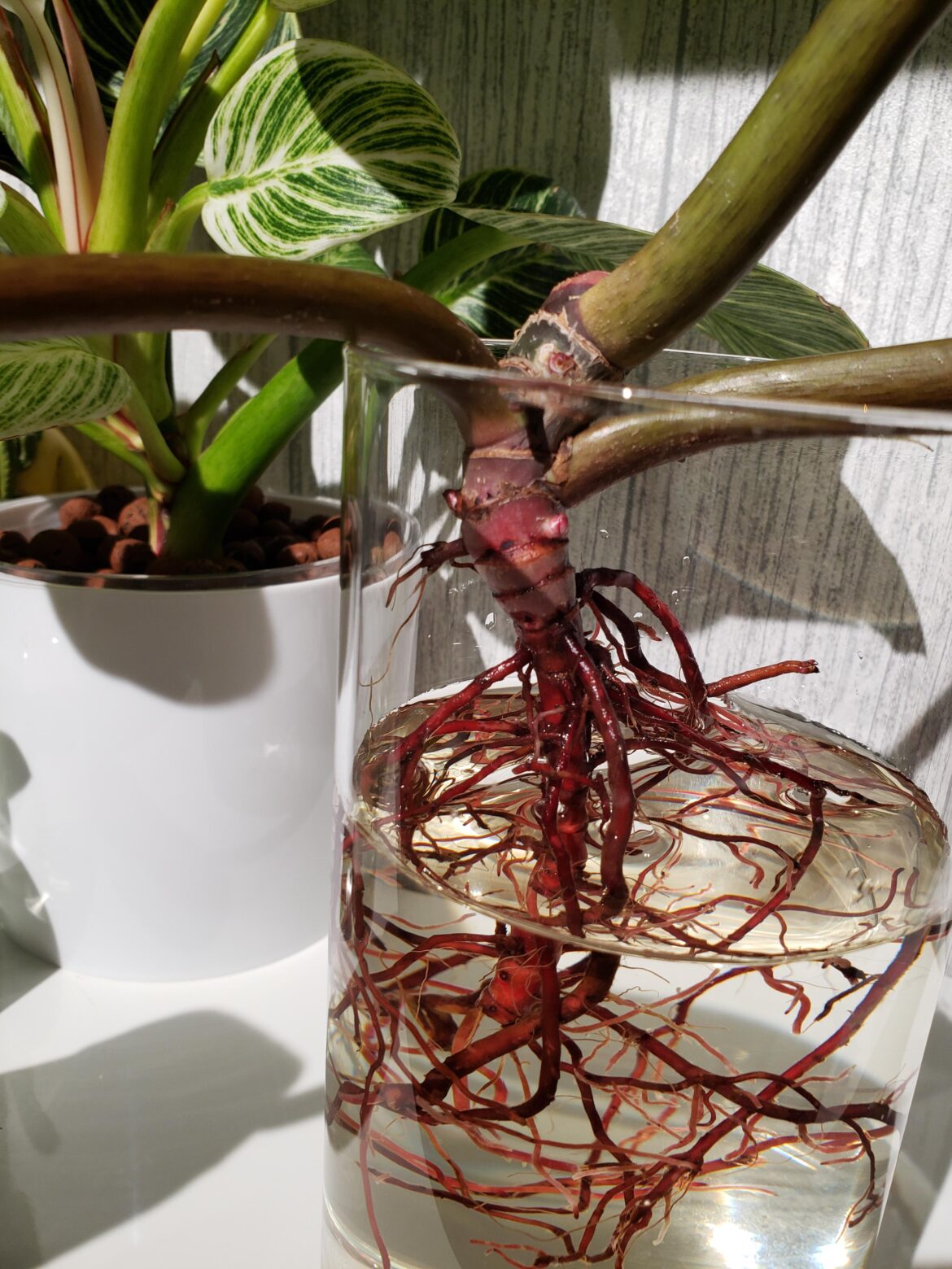 Philodendron prince of orange advise needed