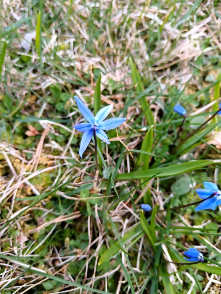 Do you know what these flowers are?