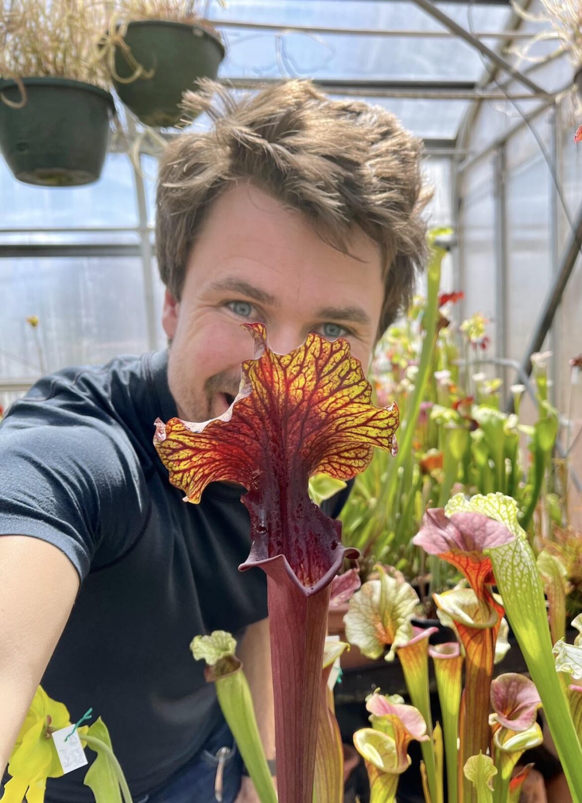 204 NEW Sarracenia on Jeremiahsplants.com just dropped!