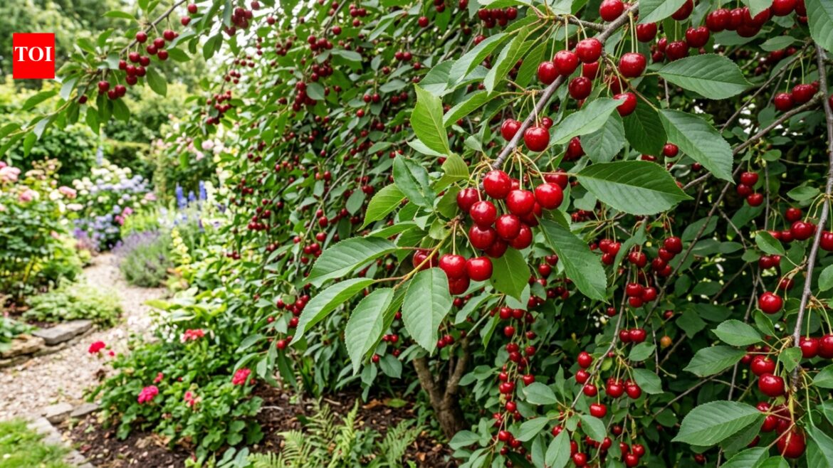 Forget the fence: 7 beautiful fruit trees that double as privacy screens | Forget the fence: 7 beautiful fruit trees that double as privacy screens |