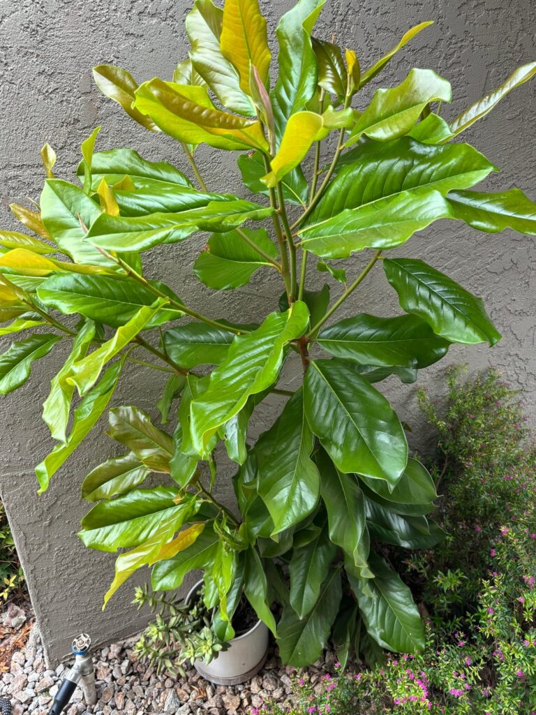 Is this a weed?