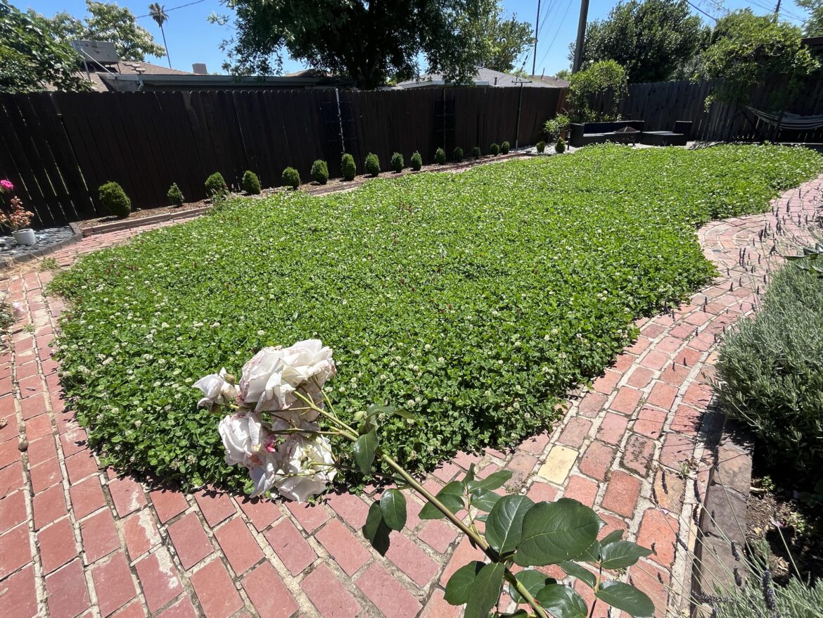 Do not plant clover in your yard…