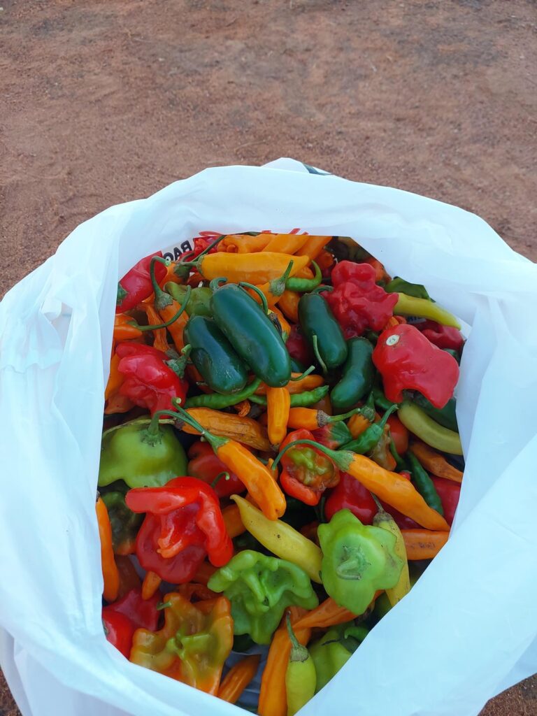 This week’s chilli haul from our village garden in Botswana 🌶️🇧🇼