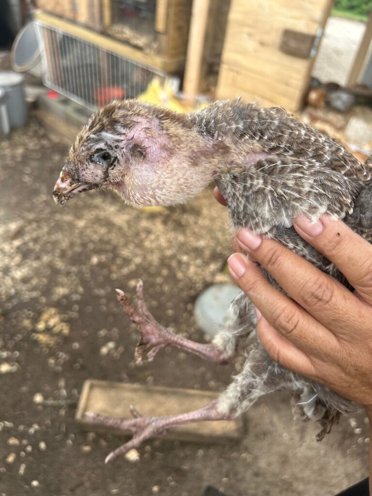What’s wrong with my turkey poult?