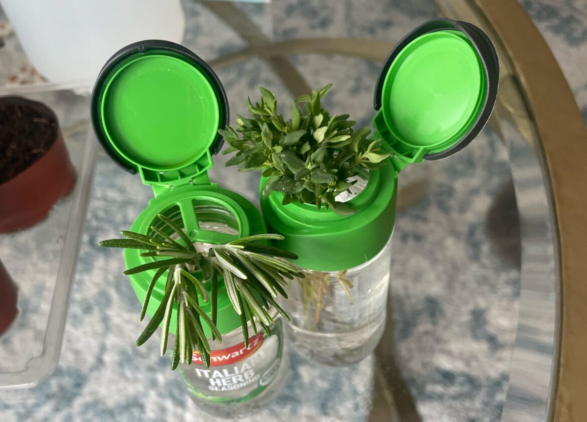 New way to propagate herbs New way to propagate herbs