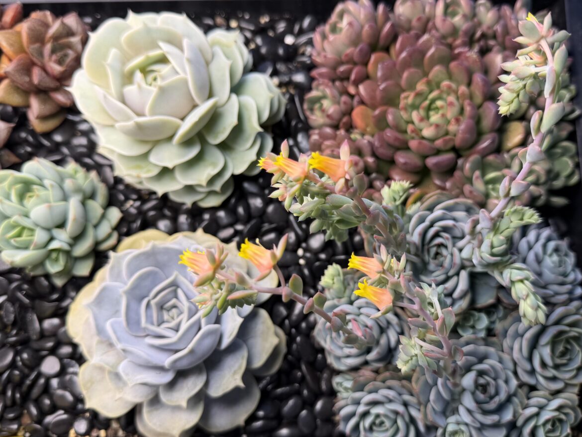 One of my echeveria clusters is going gangbusters