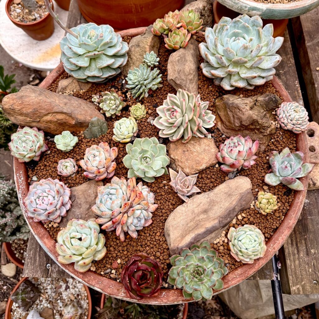 Succulent arrangements round 3 Succulent arrangements round 3