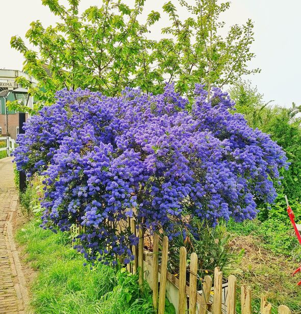 Ceanothus Concha tree