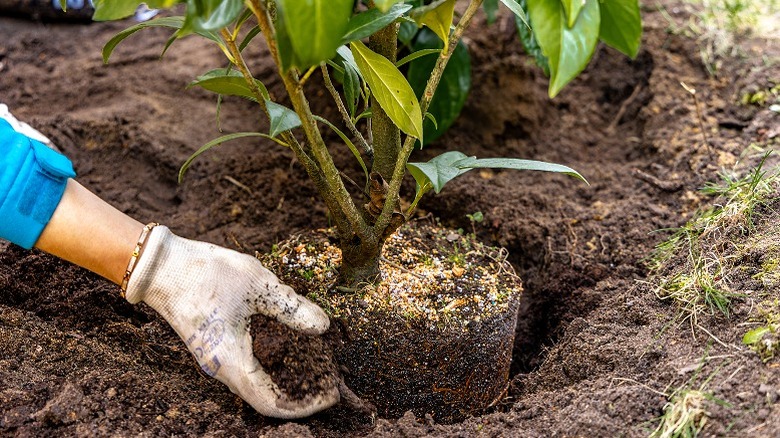 A woman plants a tree into the ground