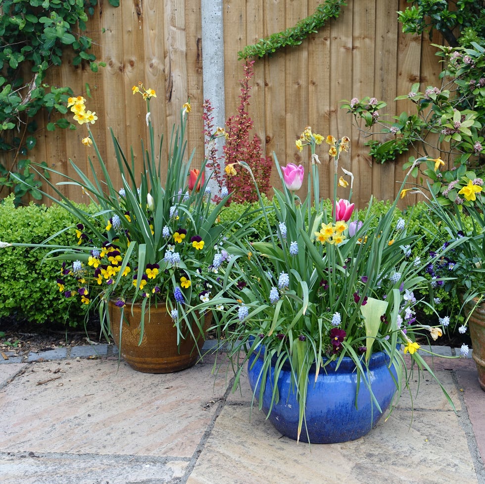 Pots containing spring flowers on a patio pots containing spring flowers on a patio
