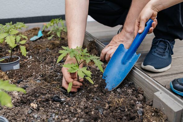 An individual is engaged in the act of planting a young plant into the soil using a blue gardening tool. The scene takes place i An individual is engaged in the act of planting a young plant into the soil using a blue gardening tool. The scene takes place i