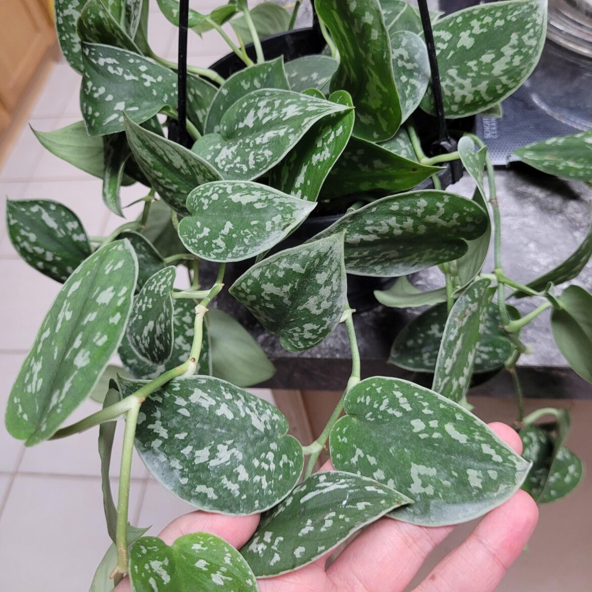 My first steps into a larger world... Anyone know what type?