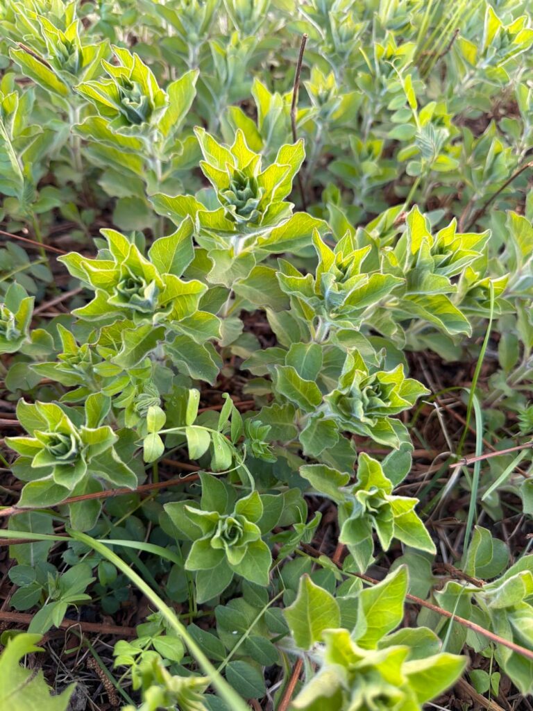 Whats this plant growing all over my garden?