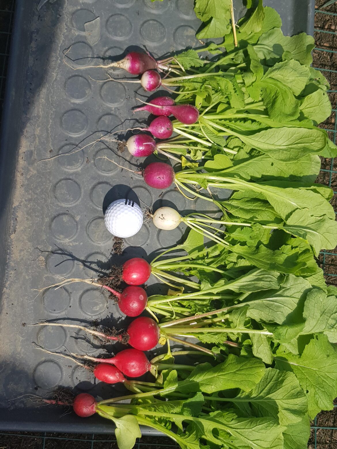 My first harvest of the season My first harvest of the season