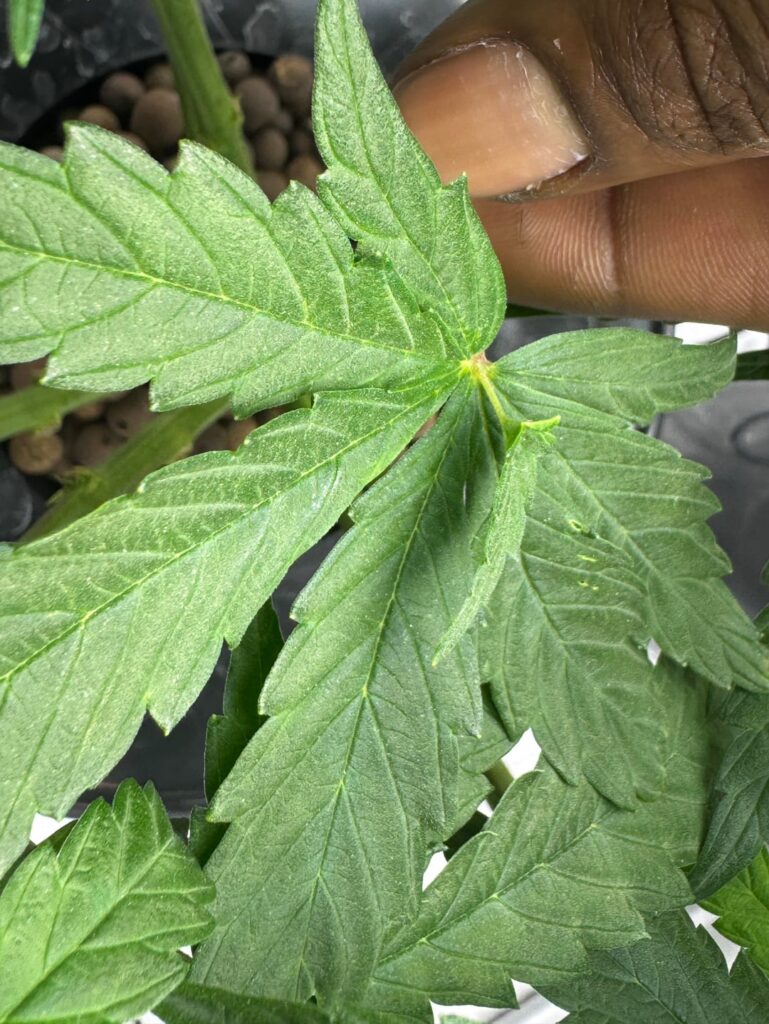 Sprouting on leaves? Is this bad?
