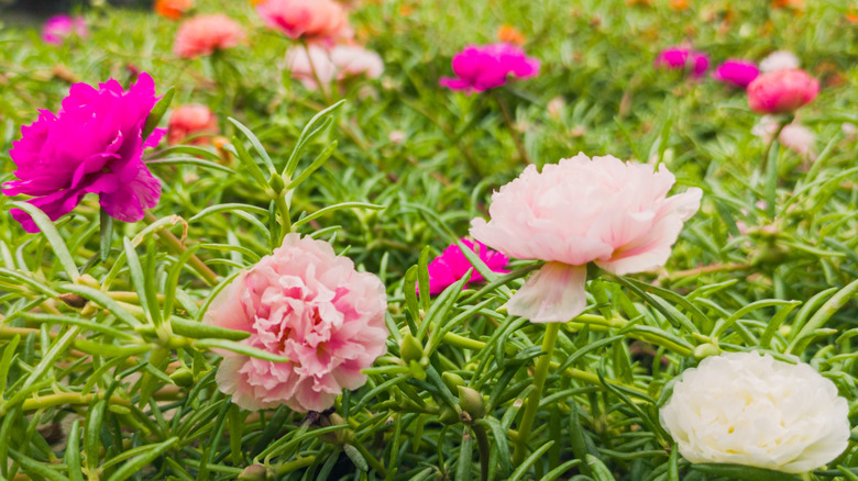 Portulaca flowers in a garden in various pink hues.