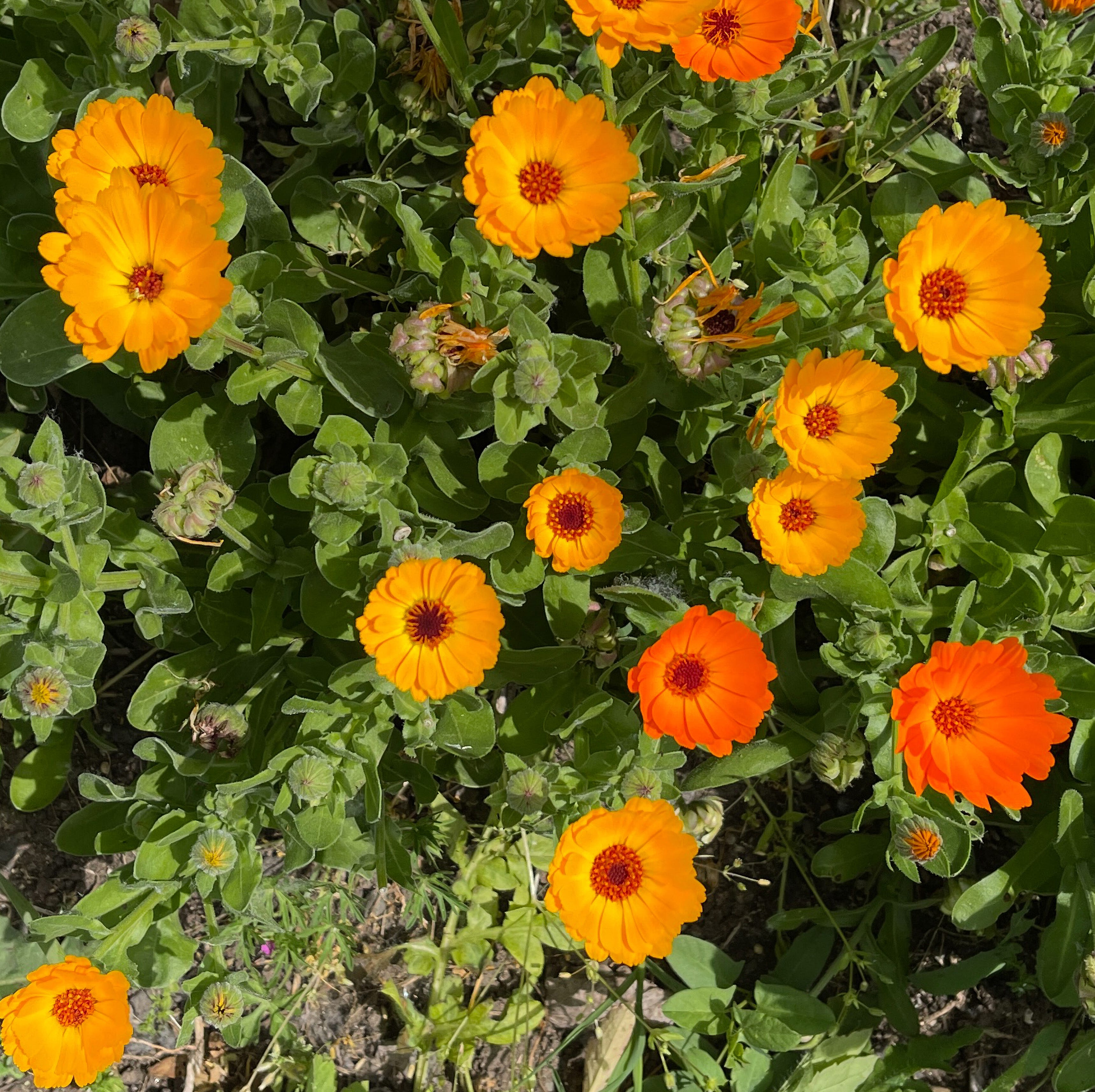 pot marigold (calendula officinalis)