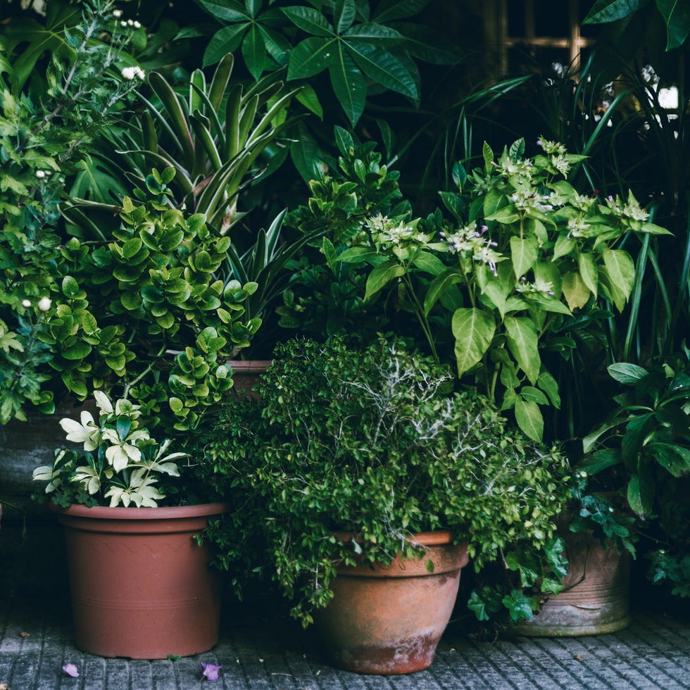 Potted plants in garden potted plants in garden