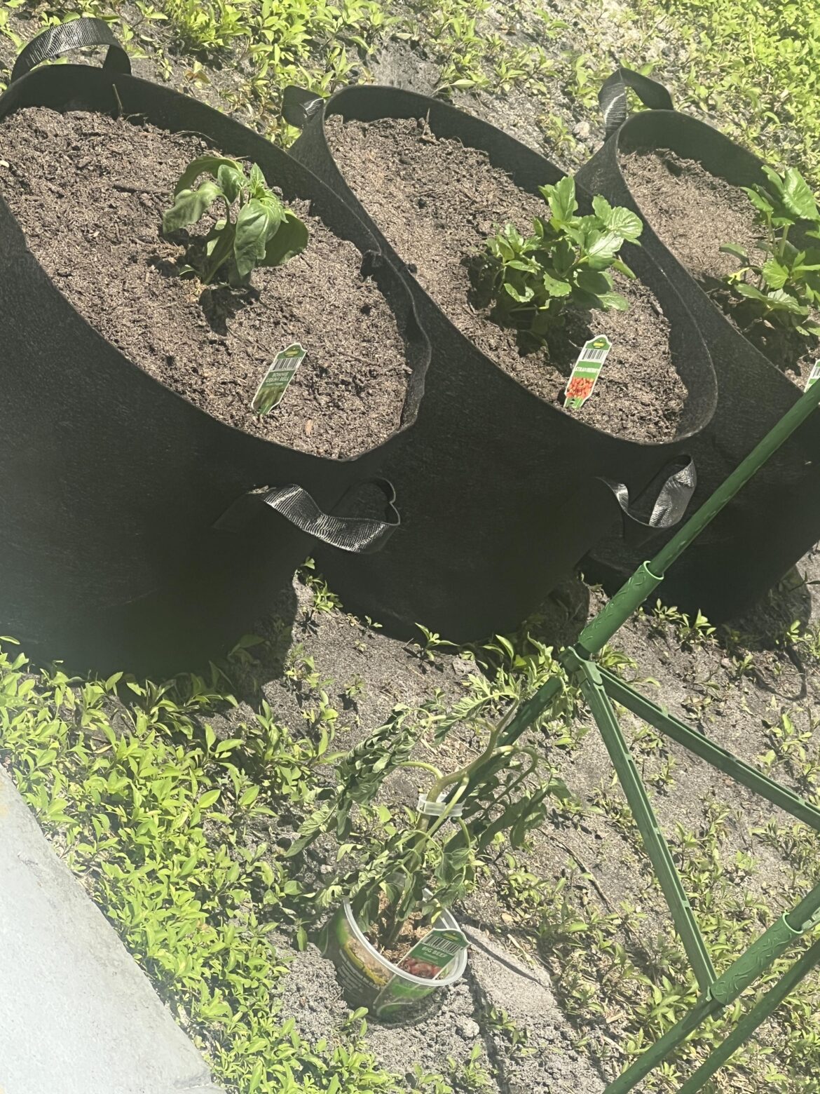 Why does it look like my plants are dying in the middle of the day? After a few hours in the south florida sun