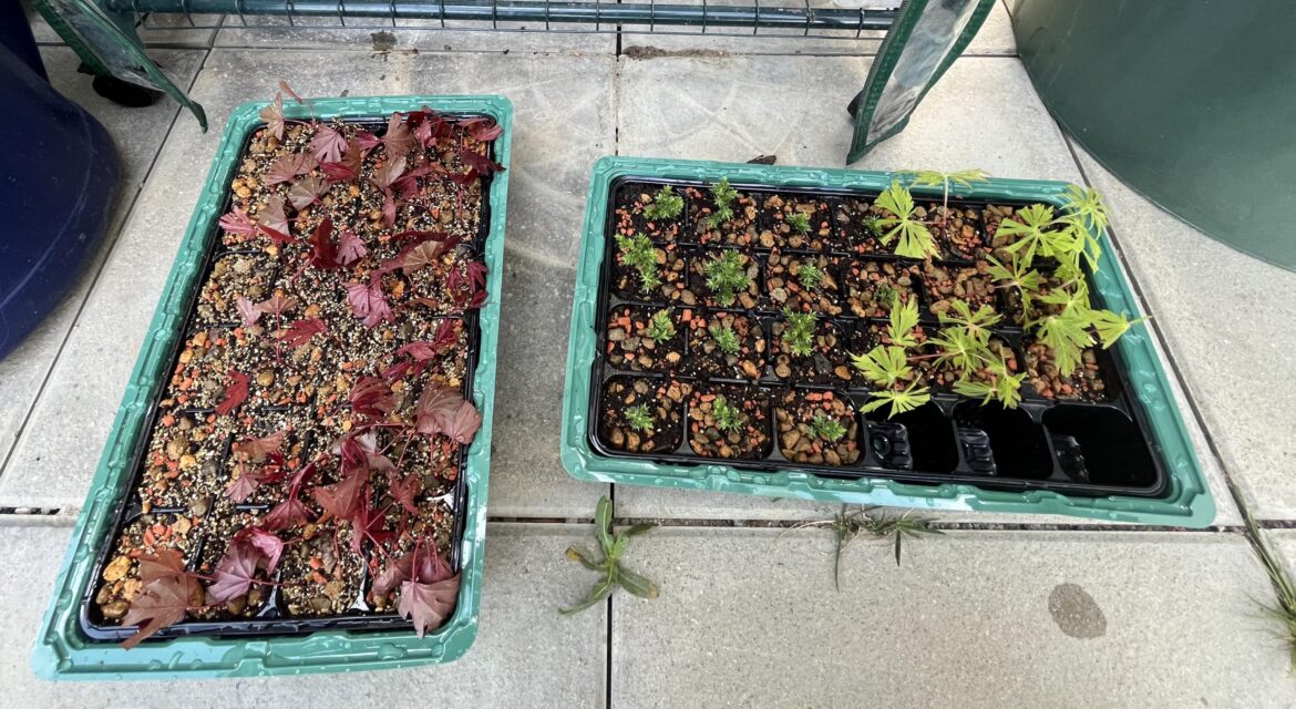 First time cuttlings - made a total of 92 out of maples and junipers - let’s hope for the best 🙏🙏