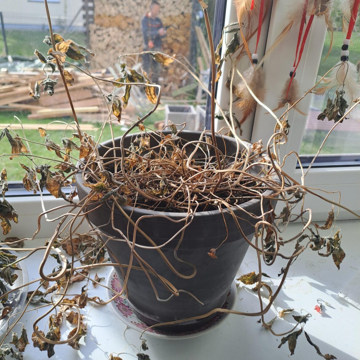 My sisters plant