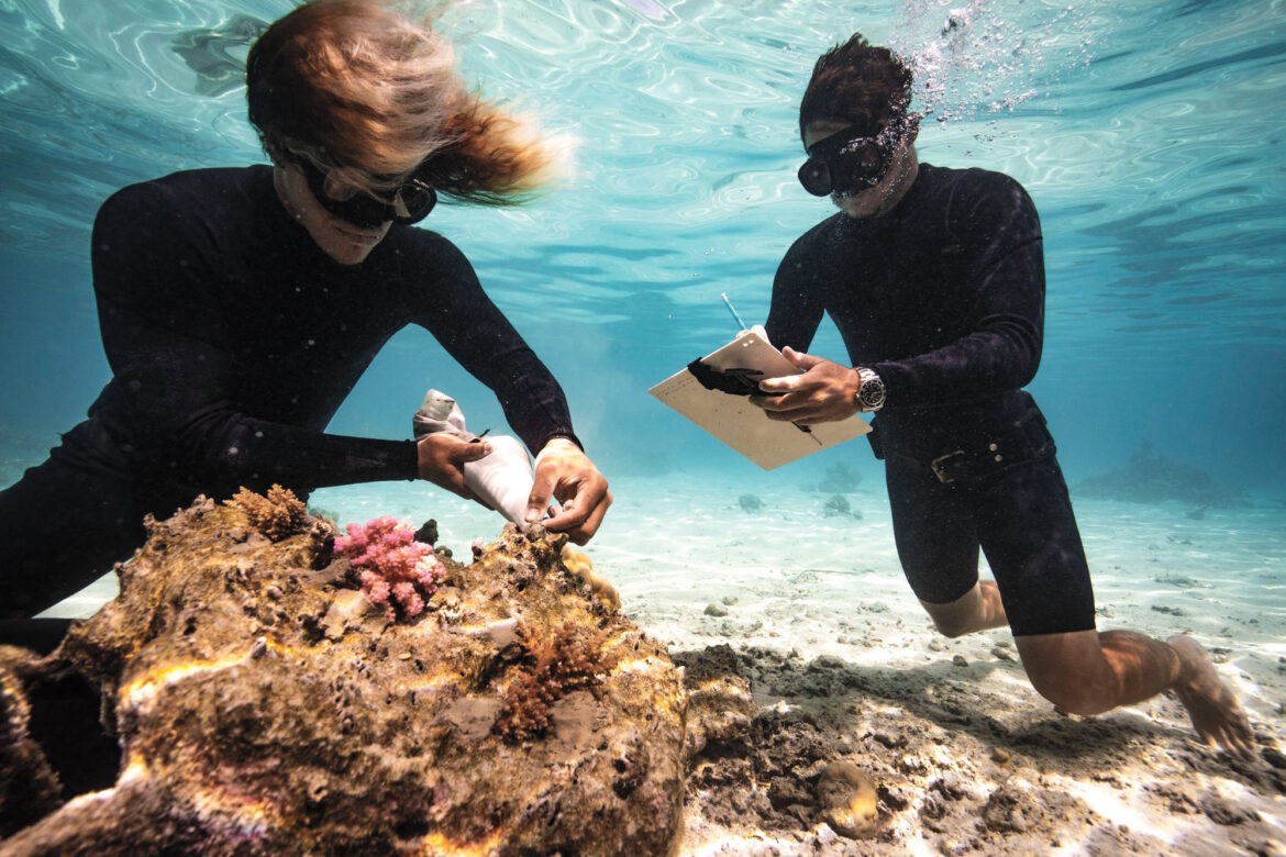 The Coral Gardeners are rewilding the oceans, one reef at a time The Coral Gardeners are rewilding the oceans, one reef at a time