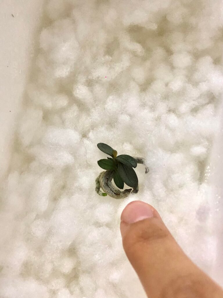 New Collection!