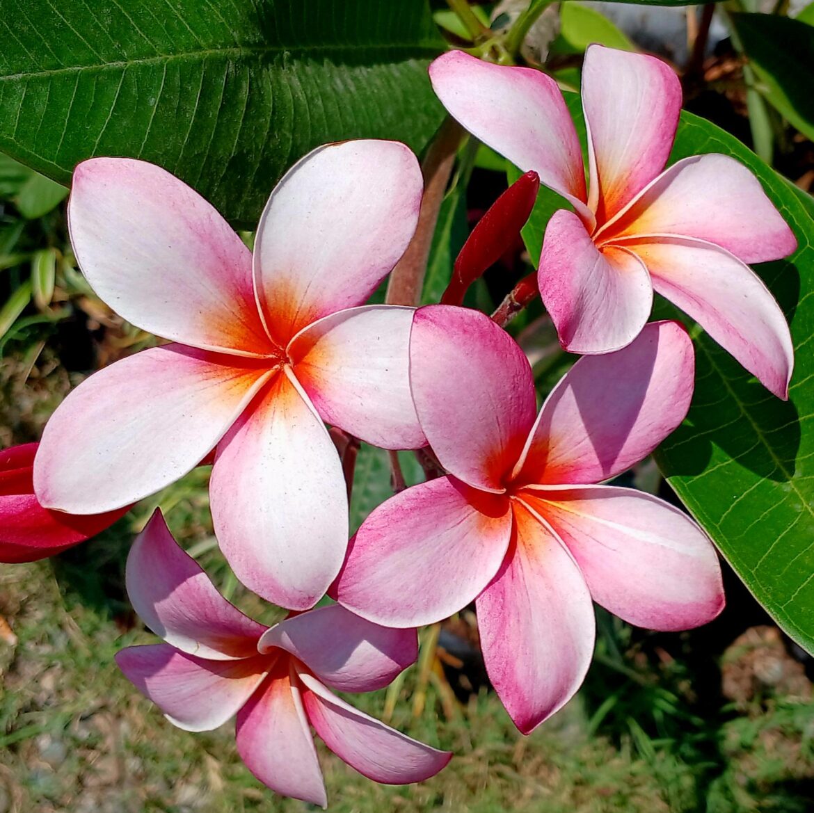 [OC] Plumeria