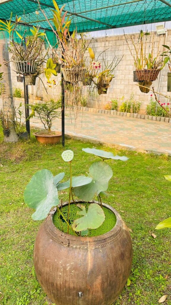 In my garden