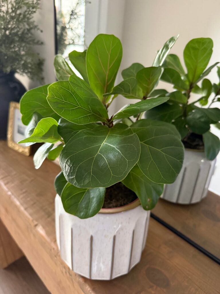 First time FLF owner!