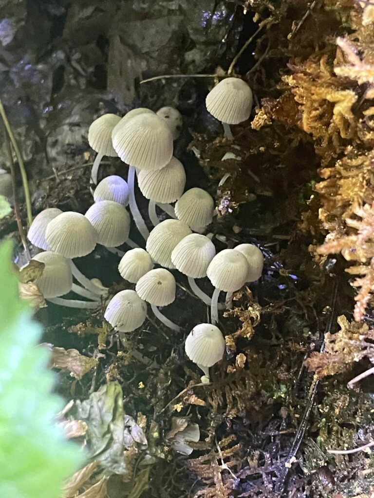 Mushroom explosion