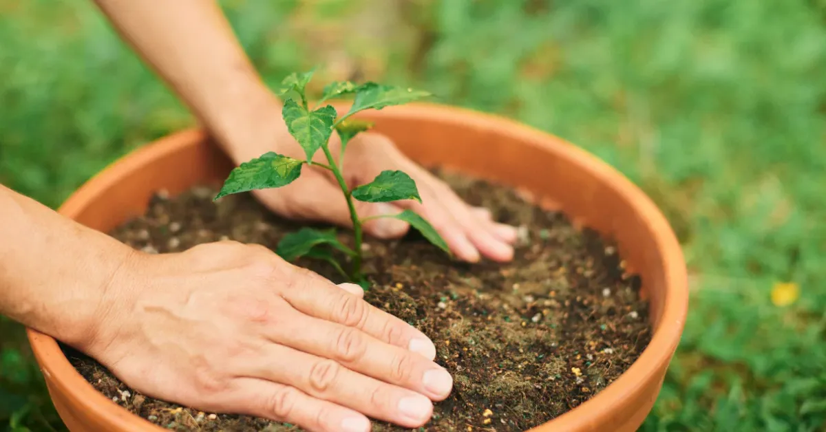 prevent soil drying