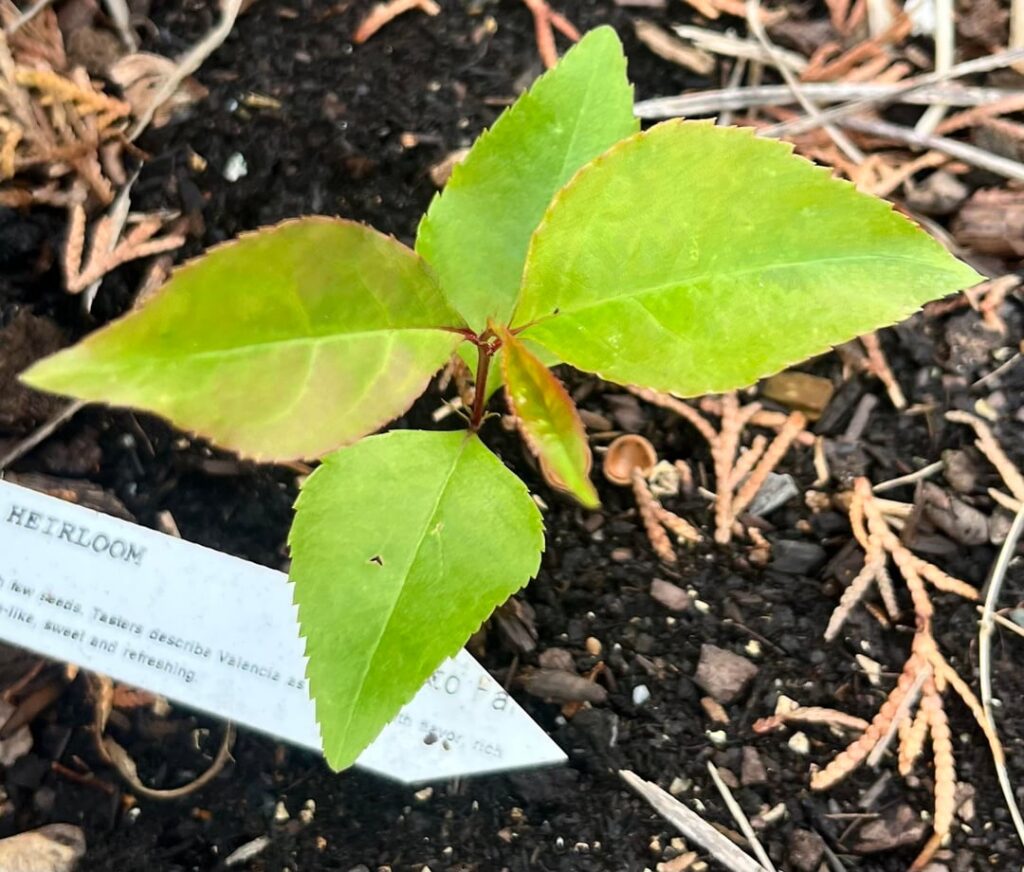 A few backyard plants my plant apps can’t help me with.