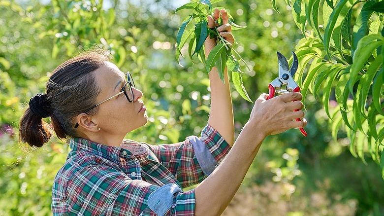 Female gardener with pruning shears pruning a tree in the garden